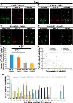 Combined RhoA morpholino and ChABC treatment protects identified lamprey neurons from retrograde apoptosis after spinal cord injury